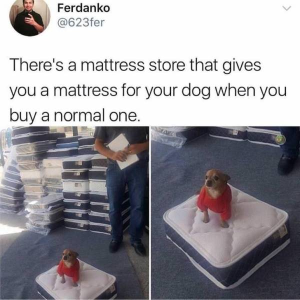 mattress store dog mattress - Ferdanko There's a mattress store that gives you a mattress for your dog when you buy a normal one.