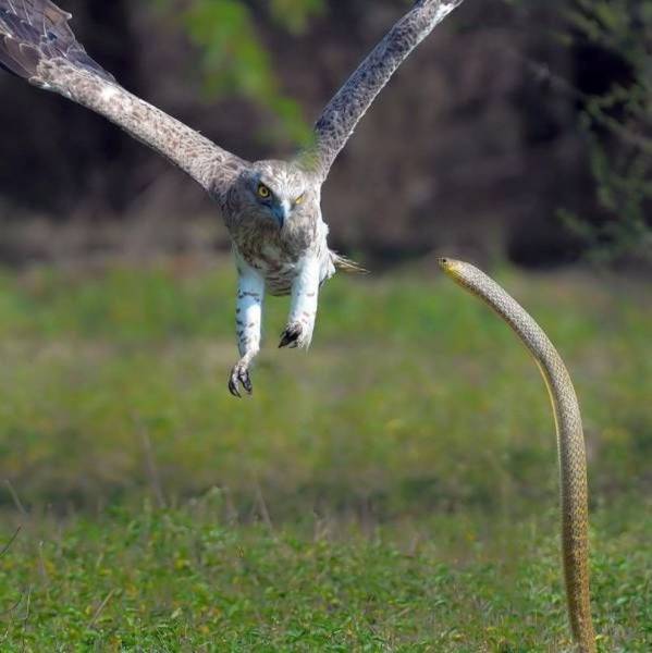 short toed snake eagle hunting