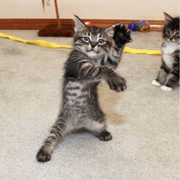 kung fu kitty