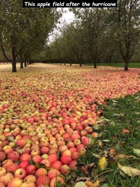ophelia ireland apple - This apple field after the hurricane