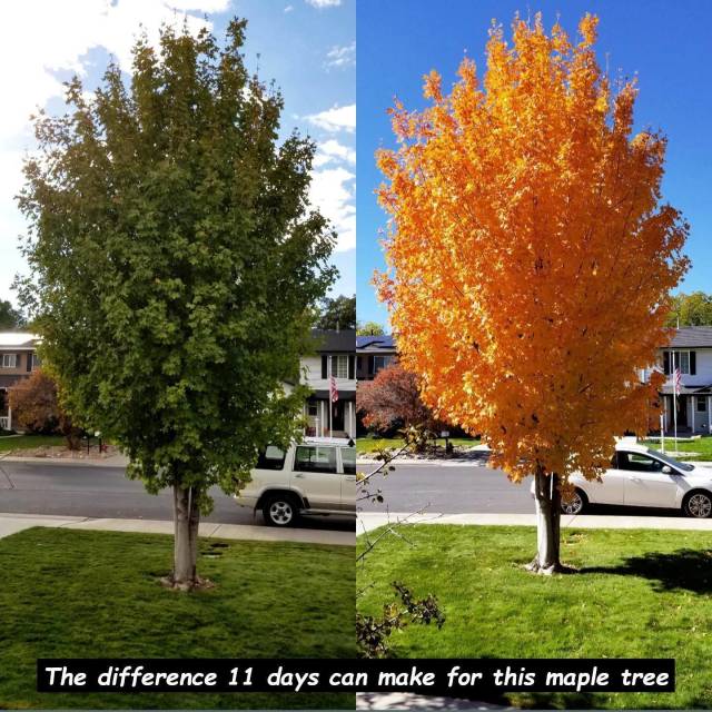random pic The difference 11 days can make for this maple tree