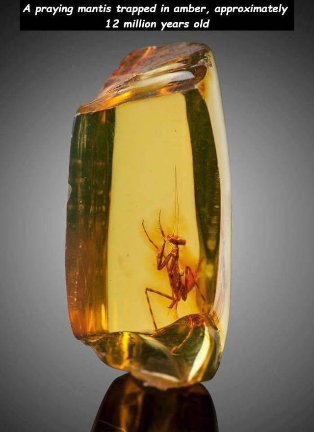 random pic 30 million year old praying mantis - A praying mantis trapped in amber, approximately 12 million years old