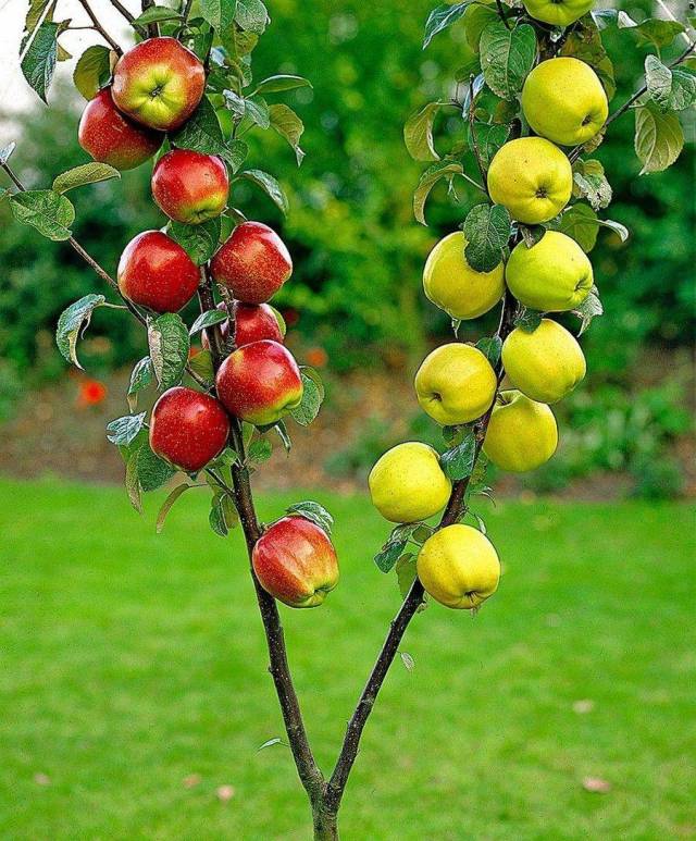 random pic apple tree