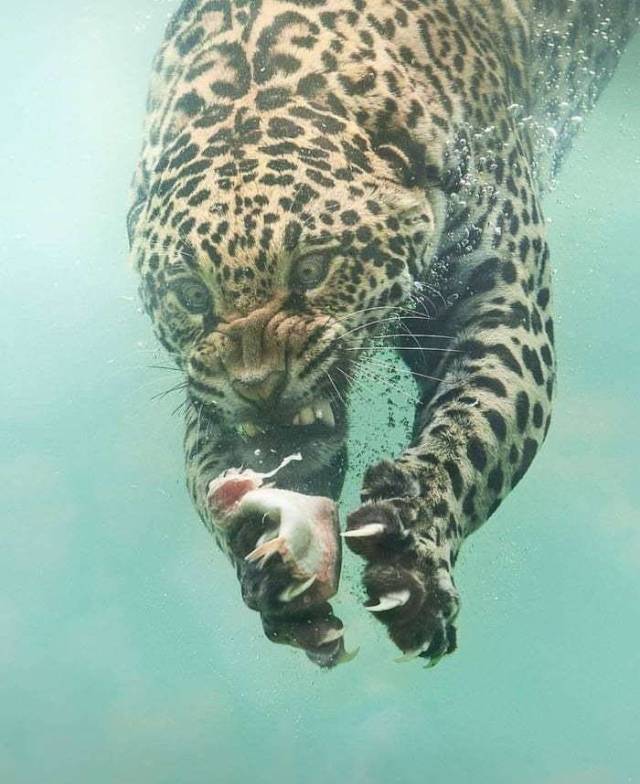leopard fishing underwater