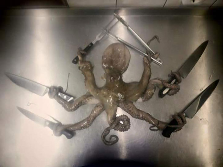 killer octopus