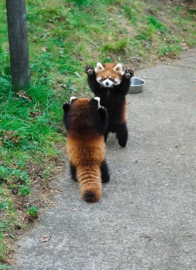 red panda standoff