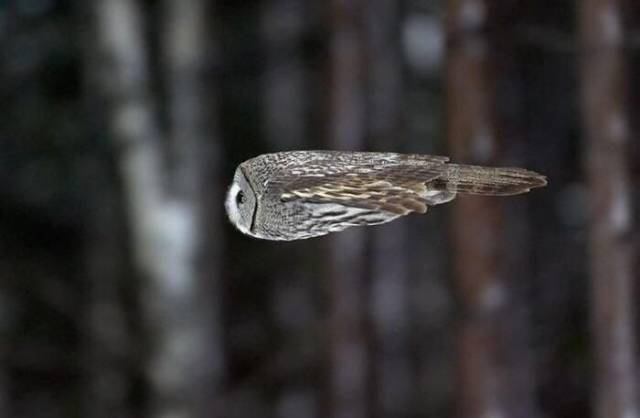 owl mid flight