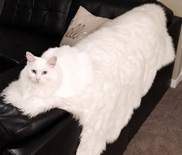 big white fluffy cat