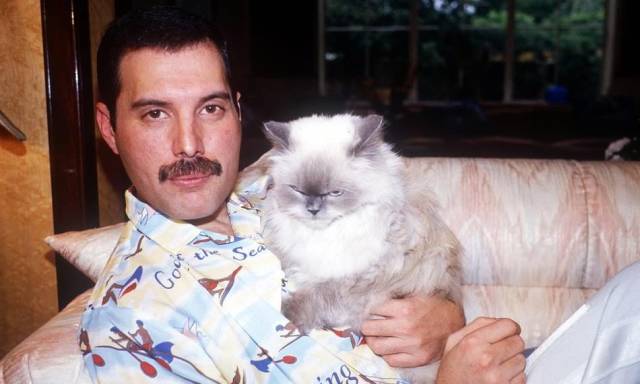 cool pic of freddie mercury cats names