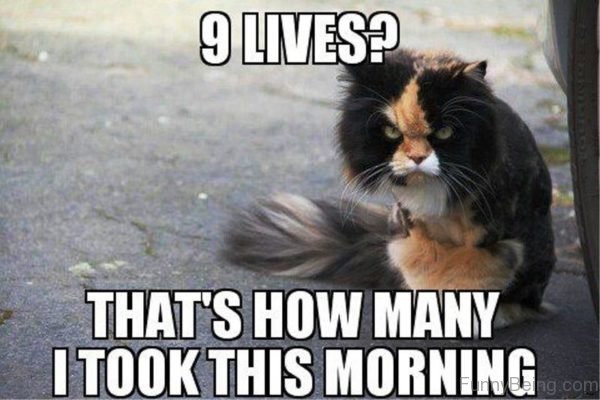 memes - morning memes - 9 Lives? That'S How Many I Took This Morning