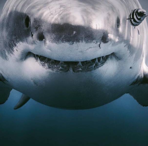 shark close up
