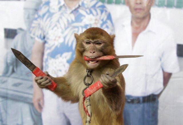 monkey with knife