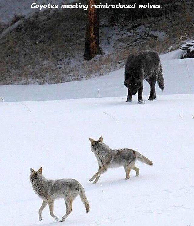 wolf compared to coyote - Coyotes meeting reintroduced wolves.