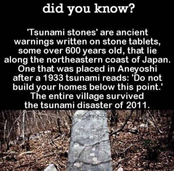 tree - did you know? 'Tsunami stones' are ancient warnings written on stone tablets, some over 600 years old, that lie along the northeastern coast of Japan. One that was placed in Aneyoshi after a 1933 tsunami reads 'Do not build your homes below this po