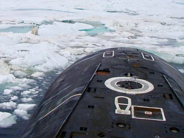little polar bear submarine