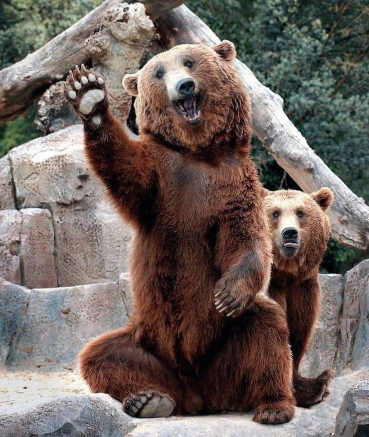 happy bear