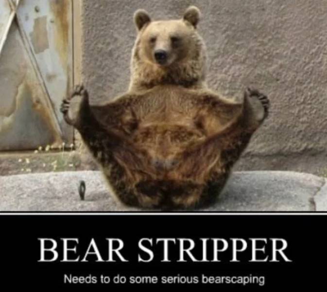 memes - yoga bear - Bear Stripper Needs to do some serious bearscaping
