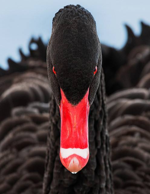 black swan bird