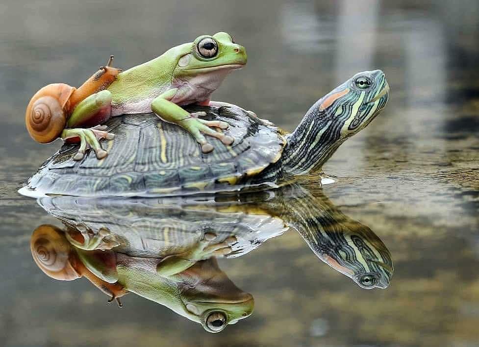 frog on a turtle