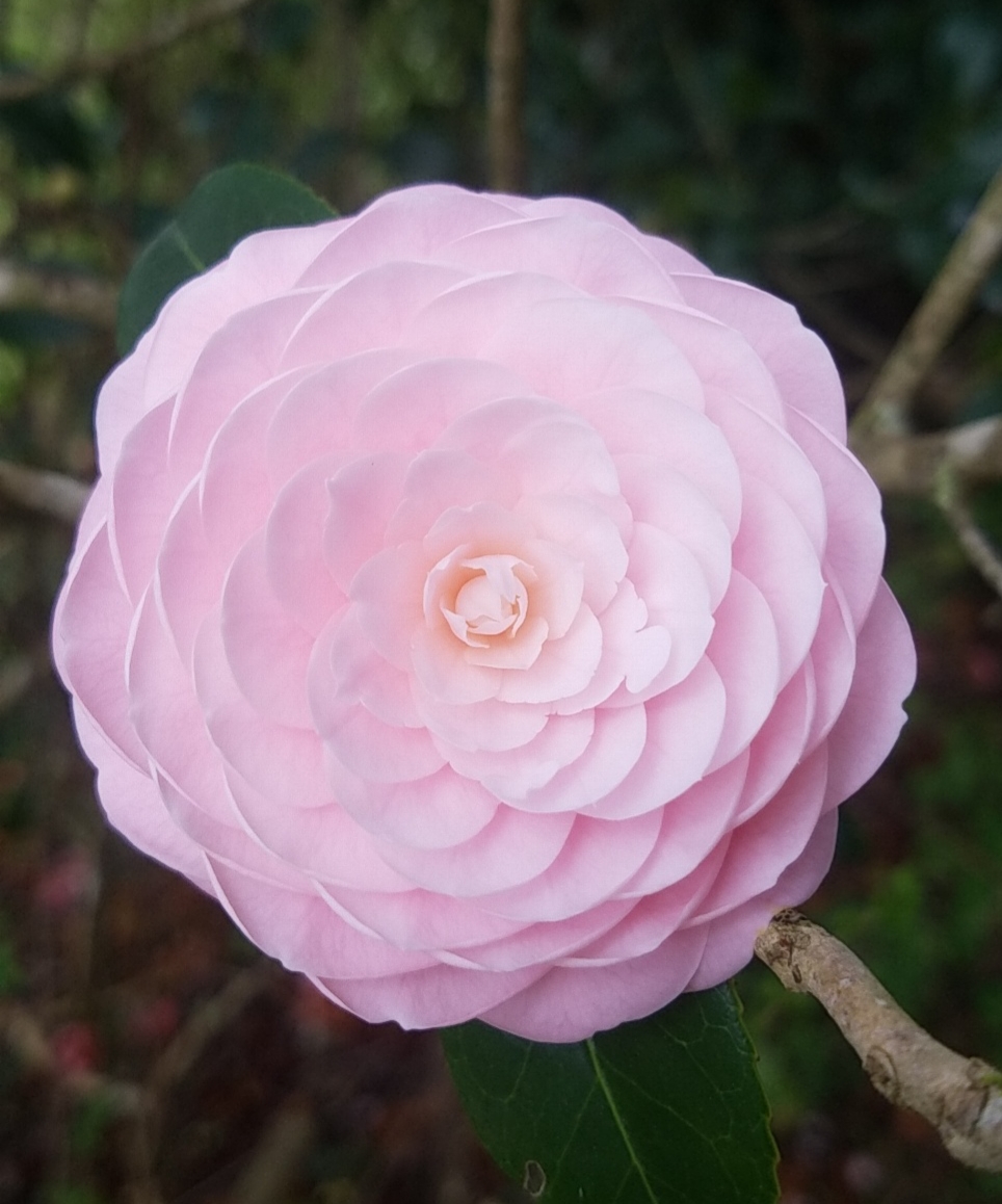 japanese camellia