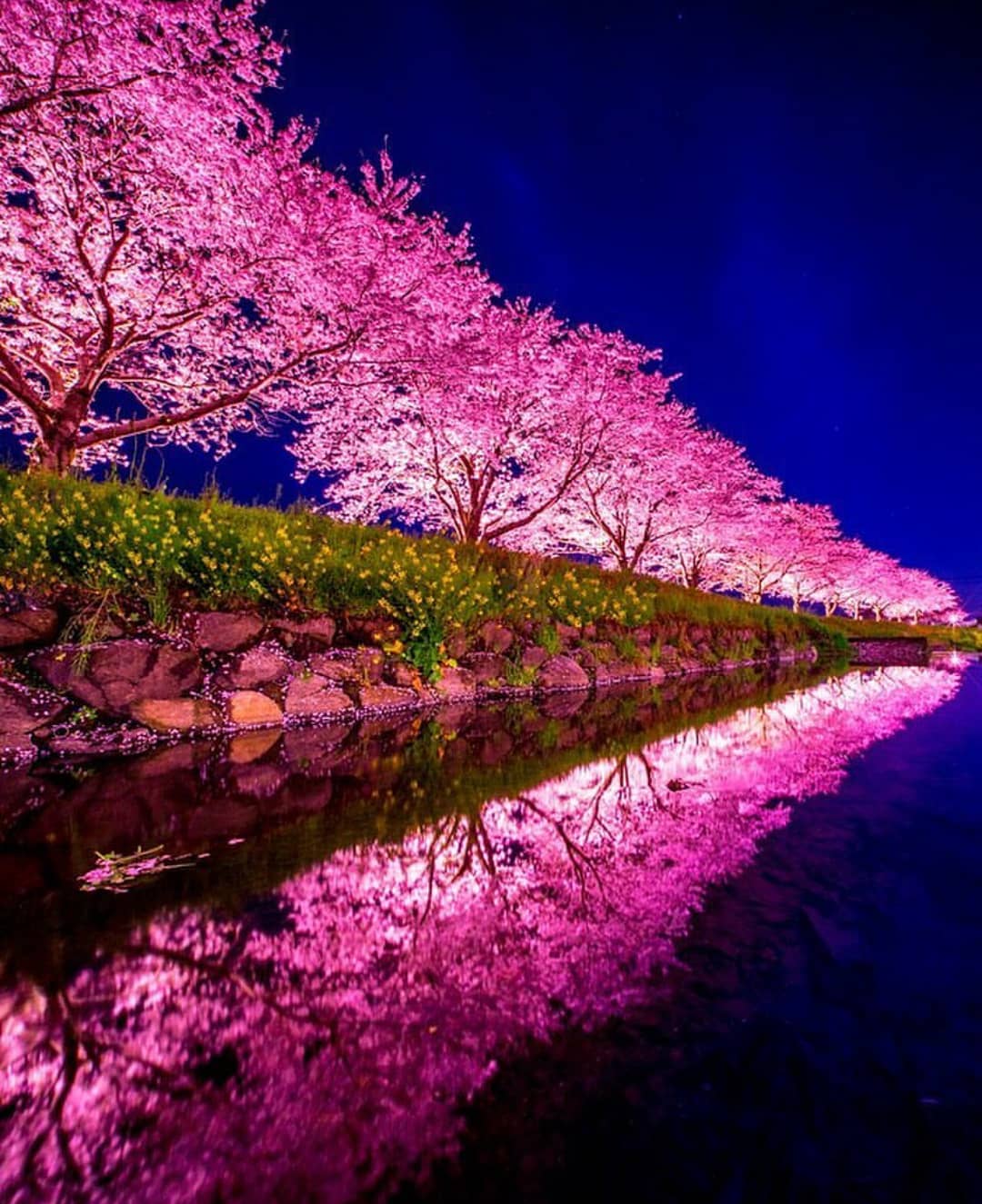 cherry blossom night -