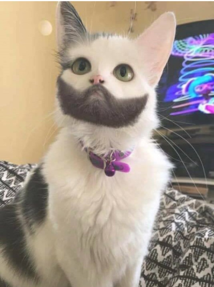 bearded cat