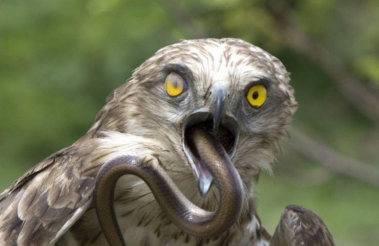 eagle eating snake