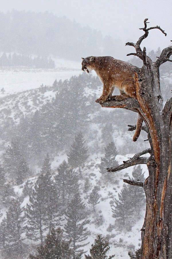mountain lion on tree