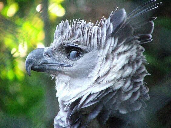 cool pic of harpy eagle