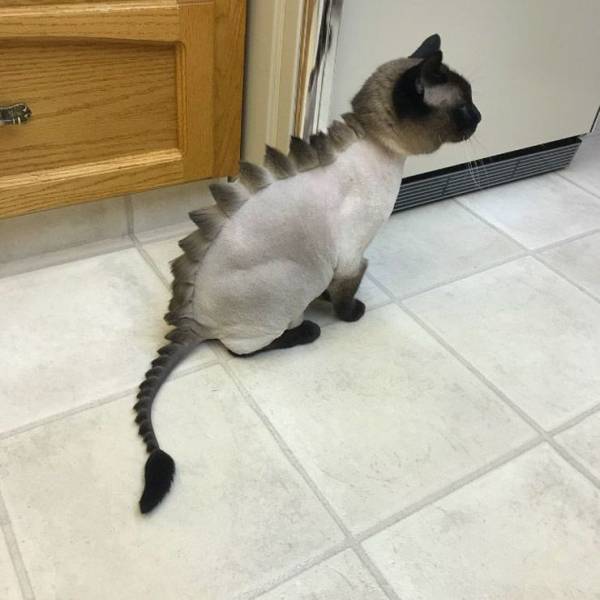 dinosaur cat haircut