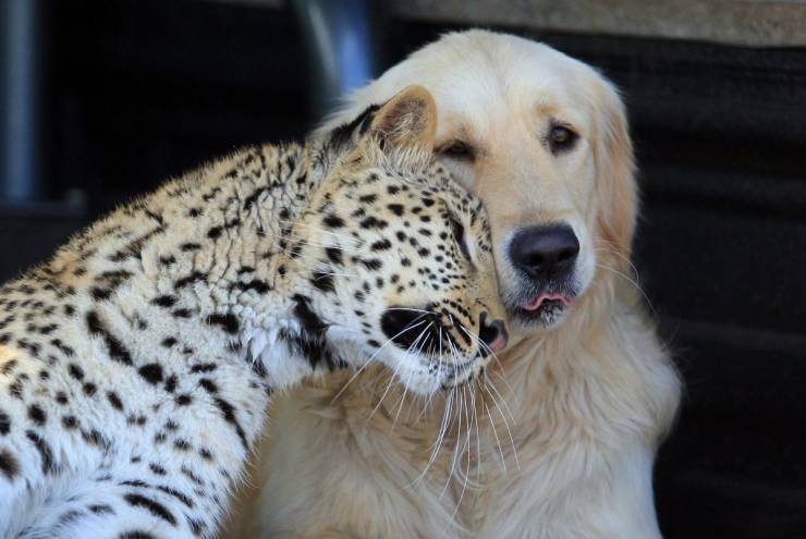 leopard and golden retriever