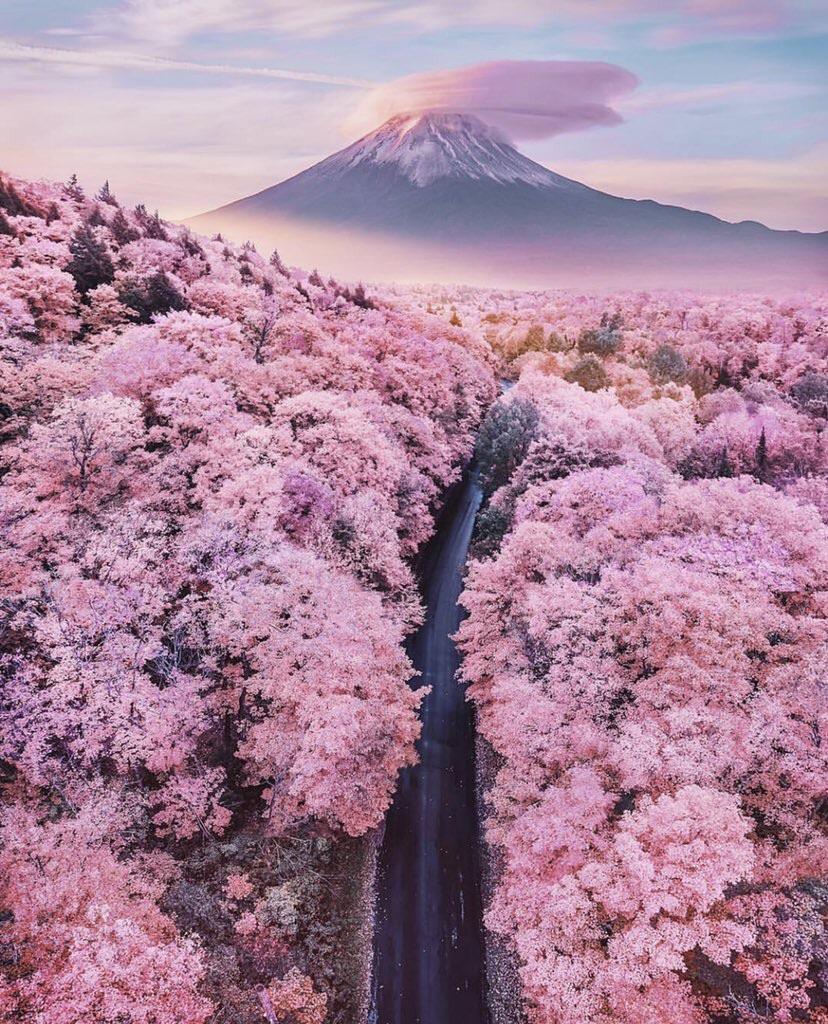 cherry blossom mount fuji
