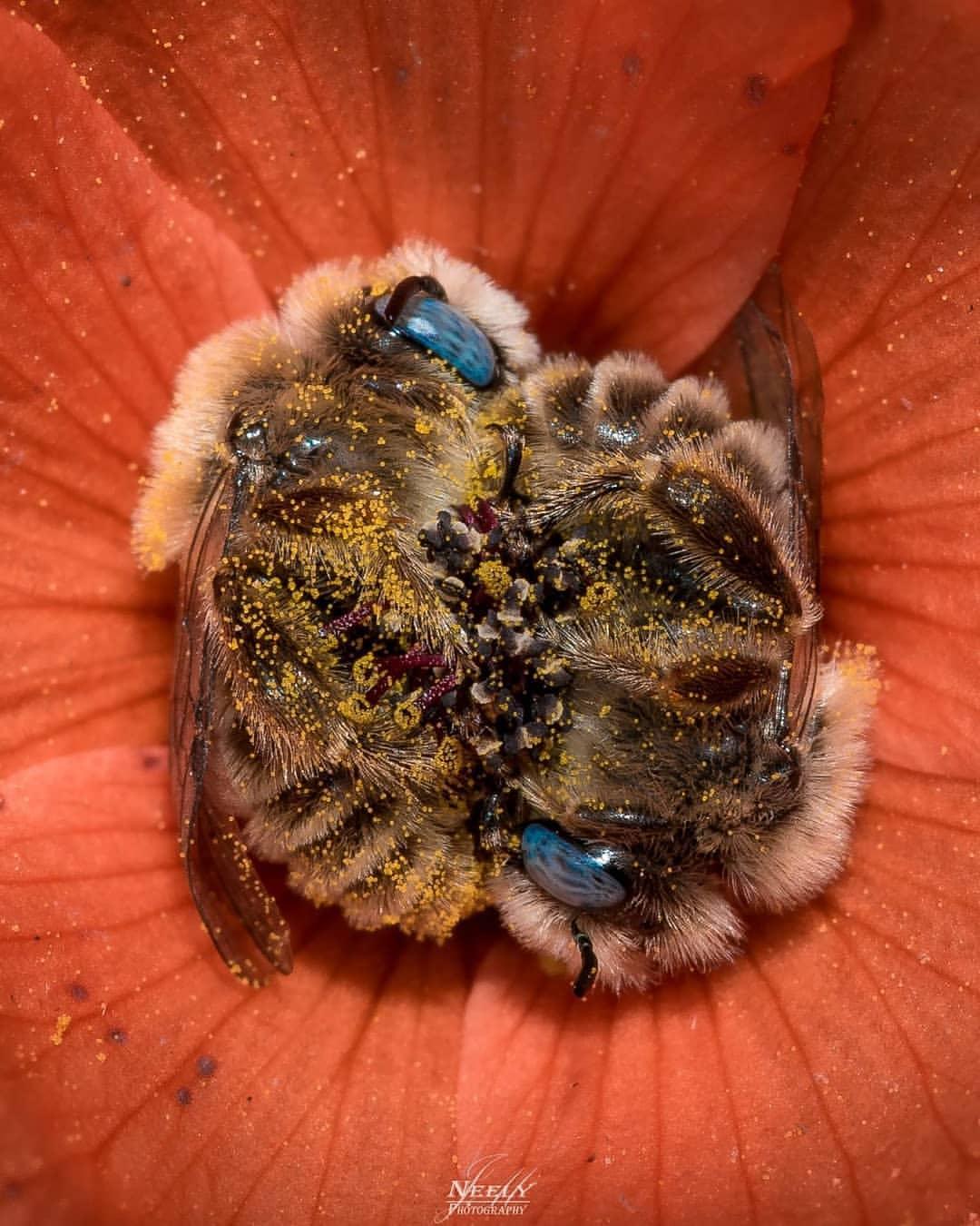 bees sleep in flowers - Neen Photography