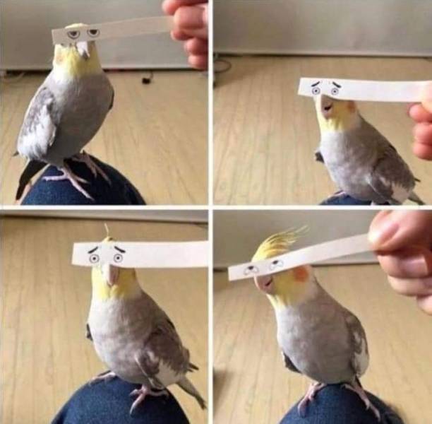 bird with paper eyes