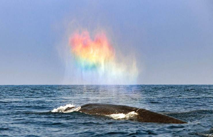 blue whale rainbow heart