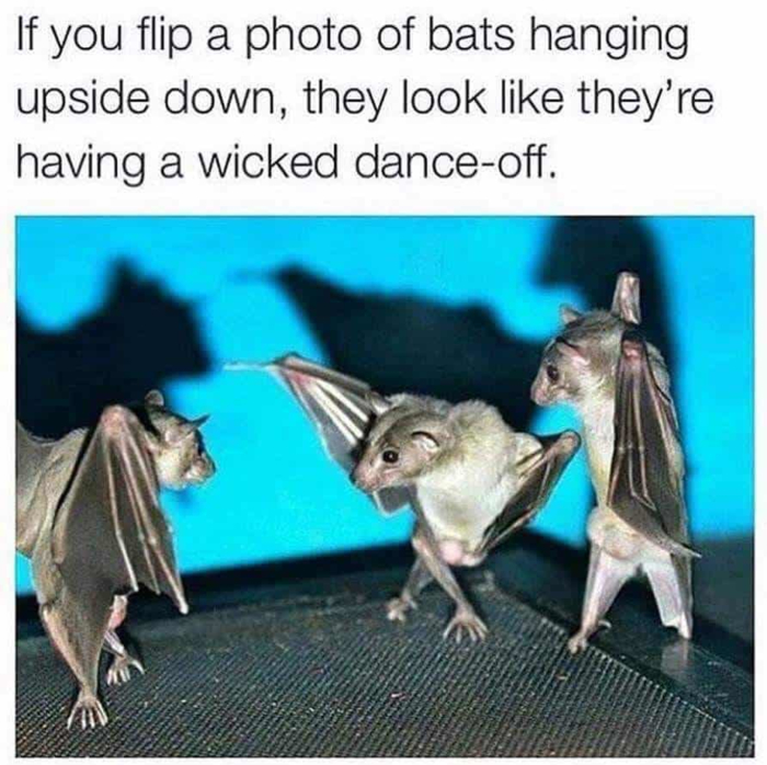 bat dance off - If you flip a photo of bats hanging upside down, they look they're having a wicked danceoff.