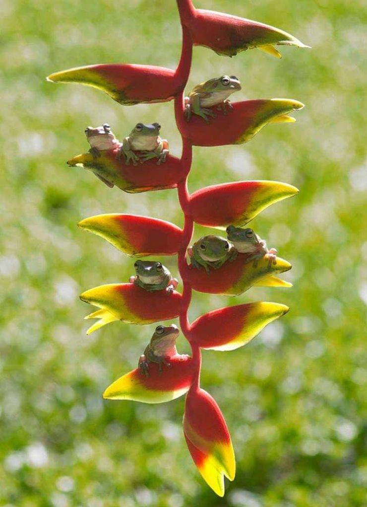 frog family hanging out on heliconia