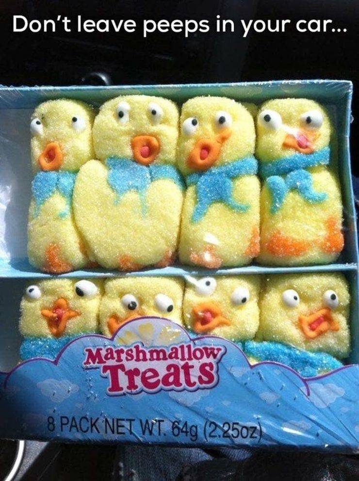 Facinating Pics - Peeps - Don't leave peeps in your car... Marshmallow Treats 8 Pack Net Wt. 649 2.2502