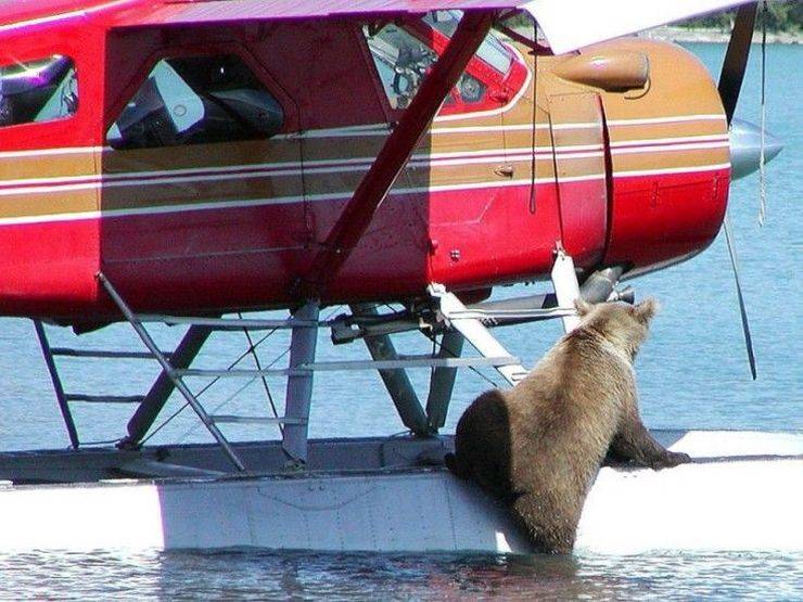 cool pic of bear on a plane