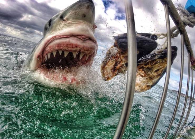cool pic of gopro great white shark
