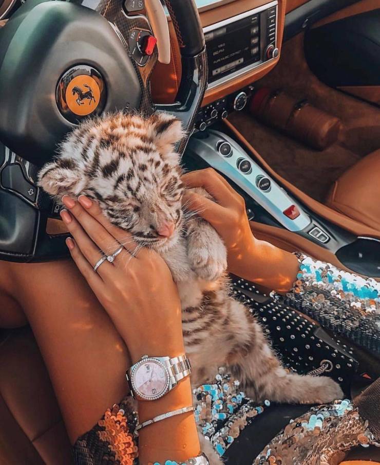 random pics - baby tiger on car - 1