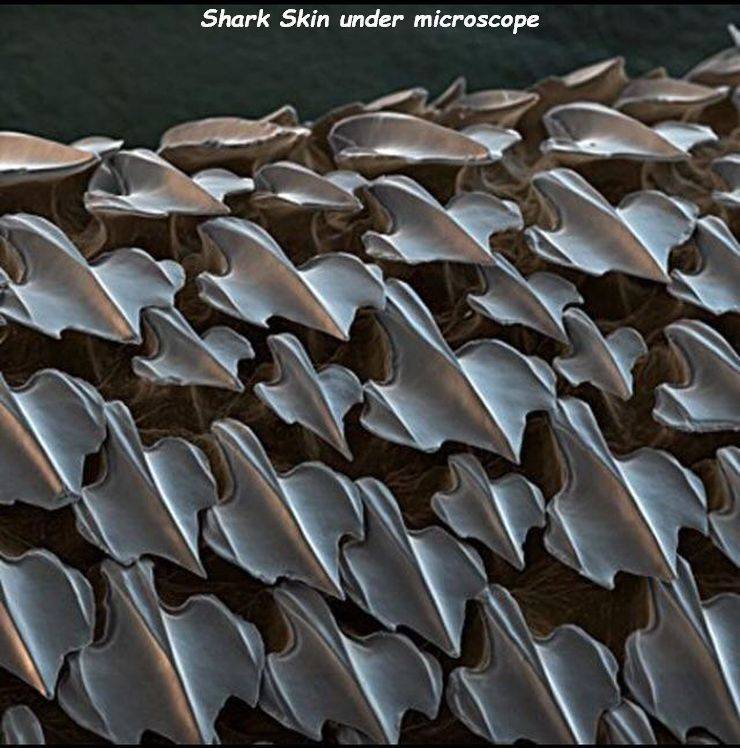 random pics - shark skin up close - Shark Skin under microscope