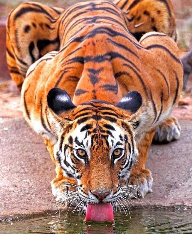 tiger muscles