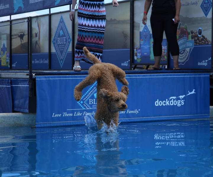 water - ve Bite dockdogs dockdogs Family Love Them Franih Kaanaas guck