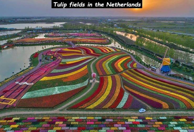 holland tulips in bloom - Tulip fields in the Netherlands