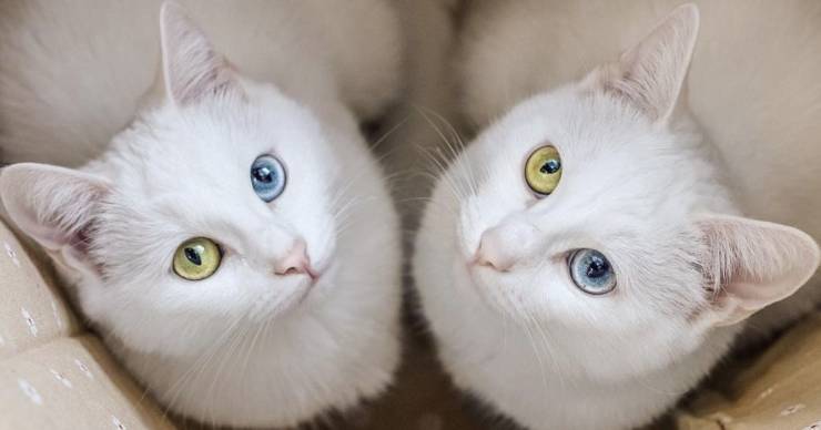 cat twins