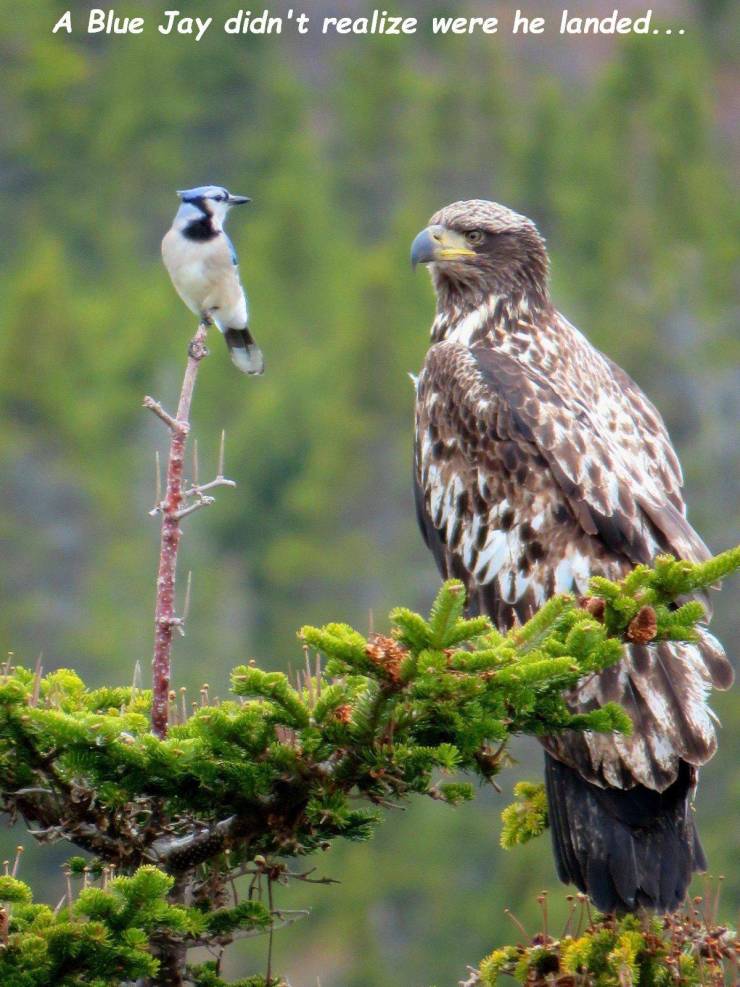 hawk - A Blue Jay didn't realize were he landed...