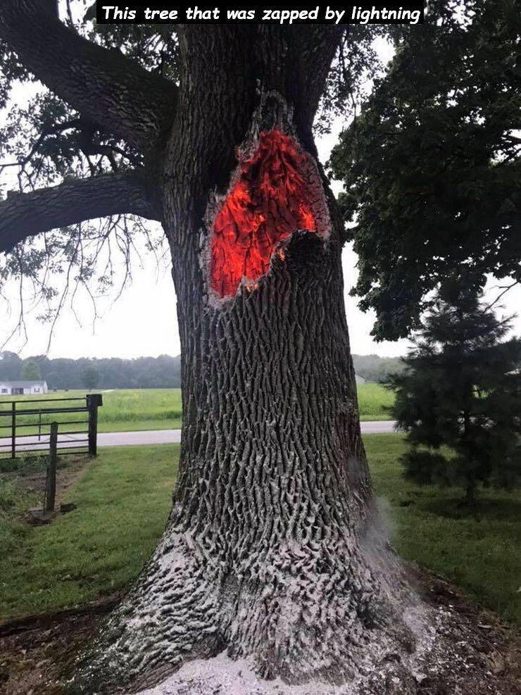tree struck by lightning - This tree that was zapped by lightning