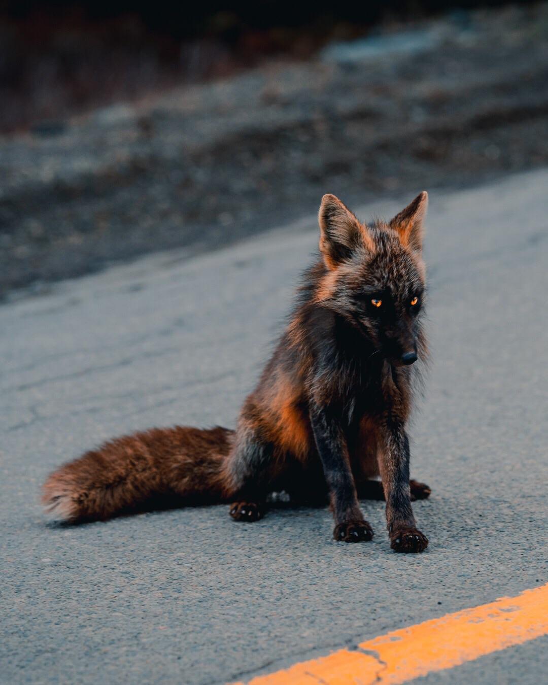 random pics - red fox