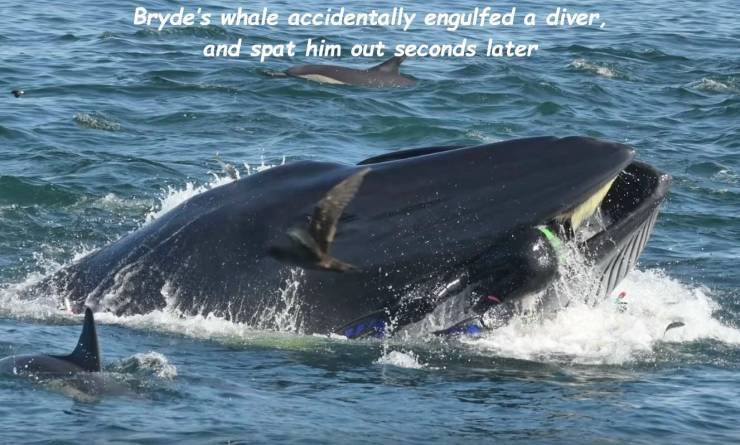 whale south africa diver - Bryde's whale accidentally engulfed a diver, and spat him out seconds later